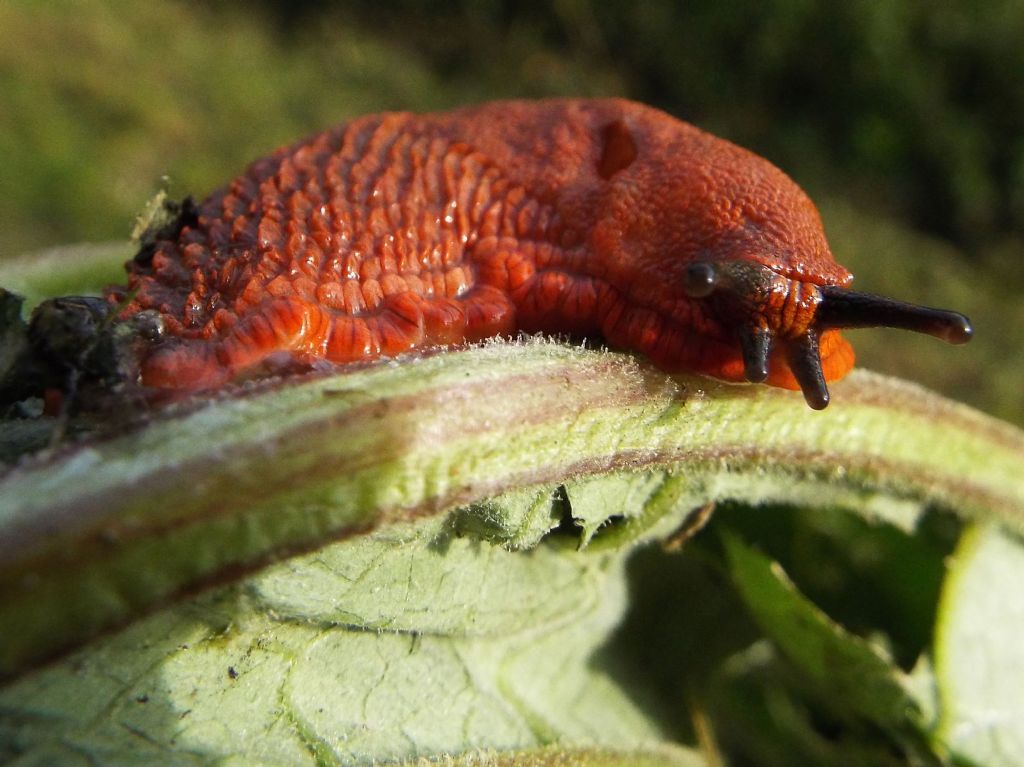 Lumache arancioni:   Arion cfr. vulgaris (Arionidae)